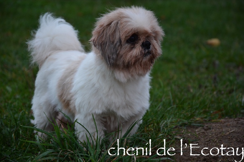 Les Shih Tzu de l'affixe Du Clos De L'Ecotay