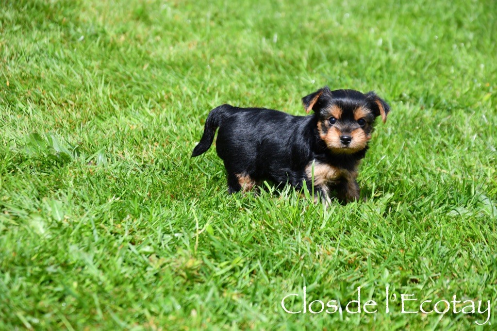 Du Clos De L'Ecotay - Chiot disponible  - Yorkshire Terrier
