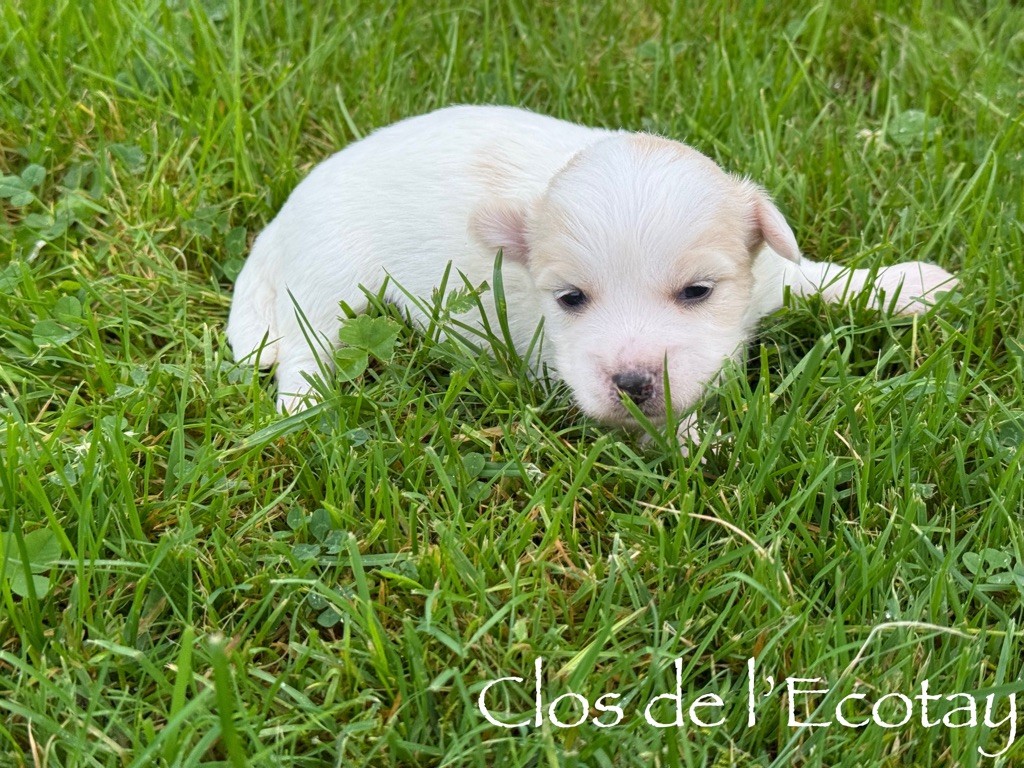 Du Clos De L'Ecotay - Chiot disponible  - Coton de Tulear