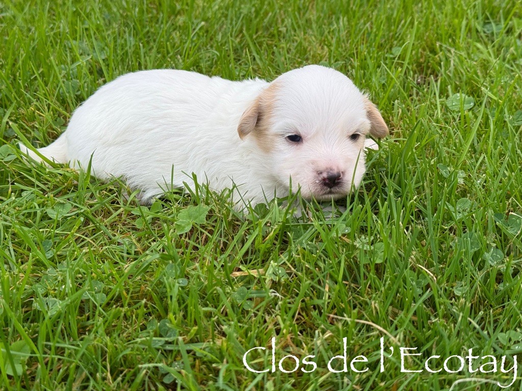 Du Clos De L'Ecotay - Chiot disponible  - Coton de Tulear