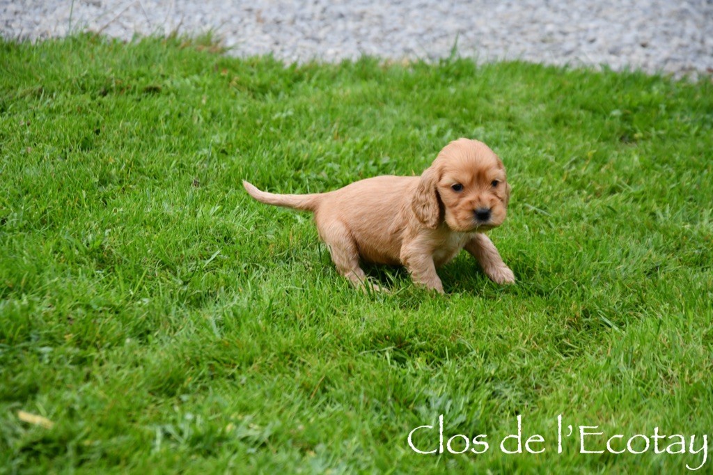 Du Clos De L'Ecotay - Chiot disponible  - Cocker Spaniel Anglais