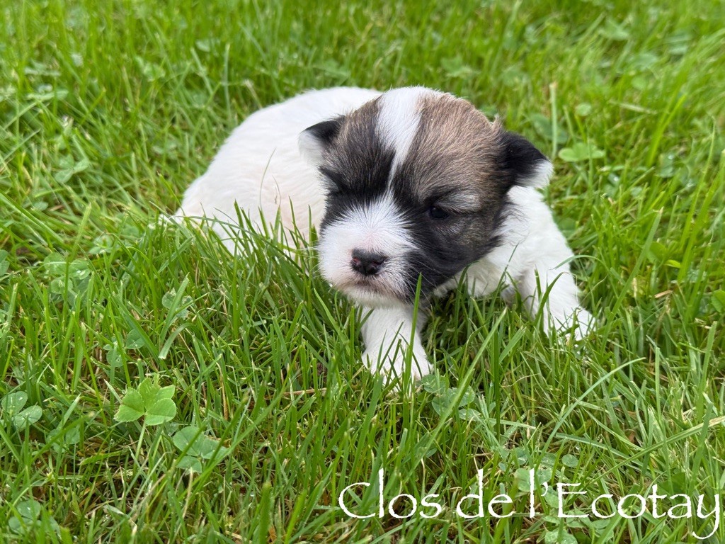 Du Clos De L'Ecotay - Chiot disponible  - Coton de Tulear