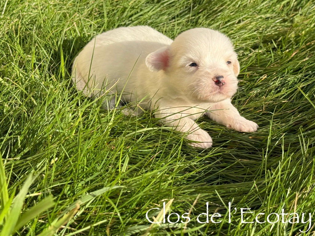 Du Clos De L'Ecotay - Chiot disponible  - Coton de Tulear