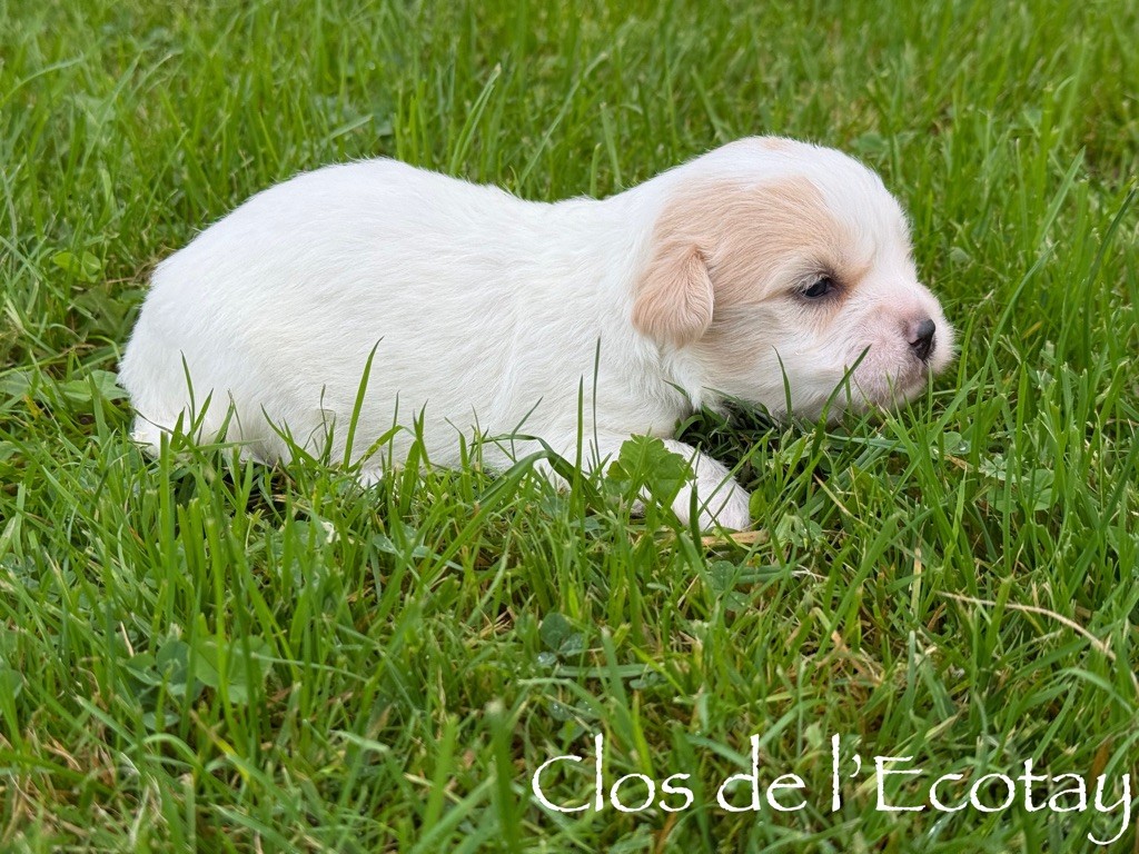 Du Clos De L'Ecotay - Chiot disponible  - Coton de Tulear