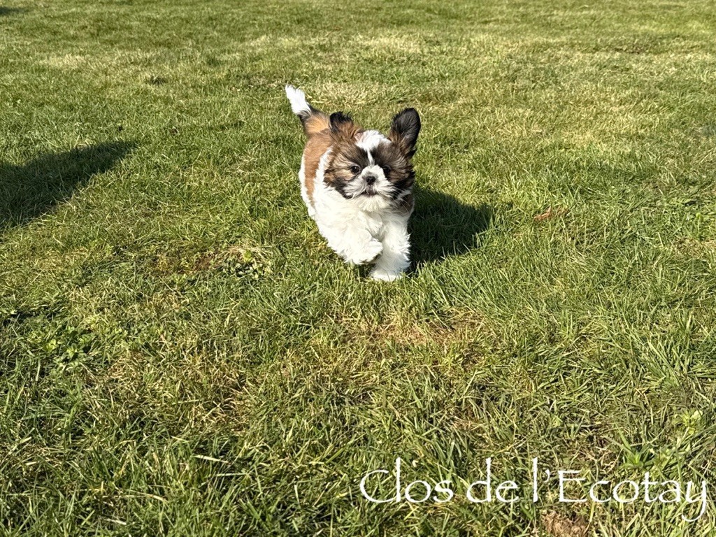 Du Clos De L'Ecotay - Chiot disponible  - Shih Tzu