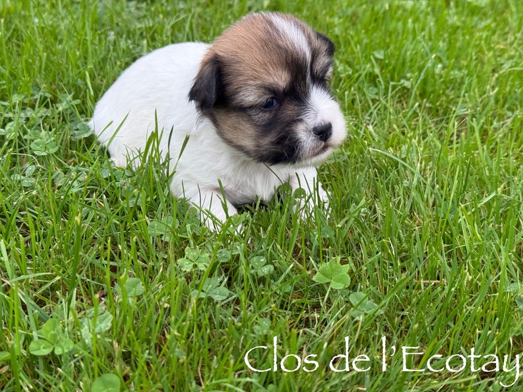 Du Clos De L'Ecotay - Chiot disponible  - Coton de Tulear