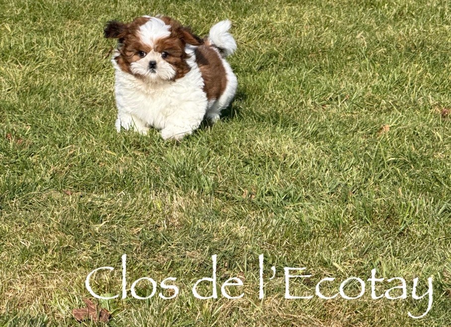 Du Clos De L'Ecotay - Chiot disponible  - Shih Tzu