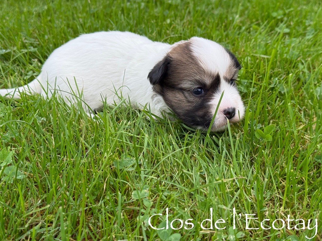 Du Clos De L'Ecotay - Chiot disponible  - Coton de Tulear