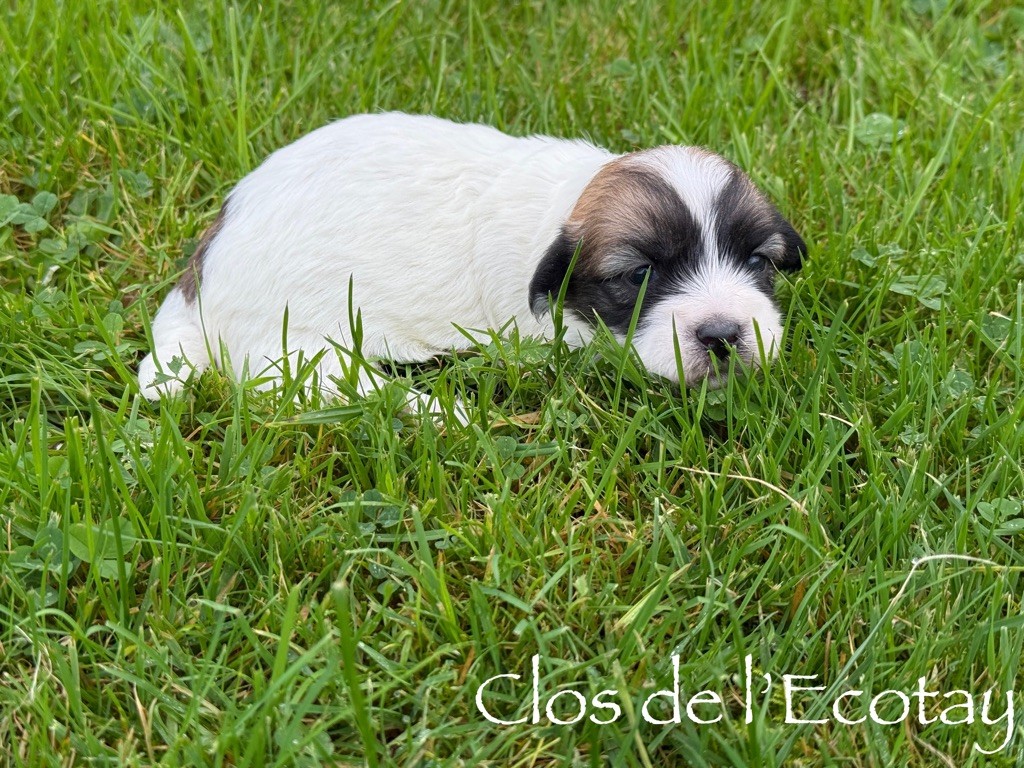 Du Clos De L'Ecotay - Chiot disponible  - Coton de Tulear