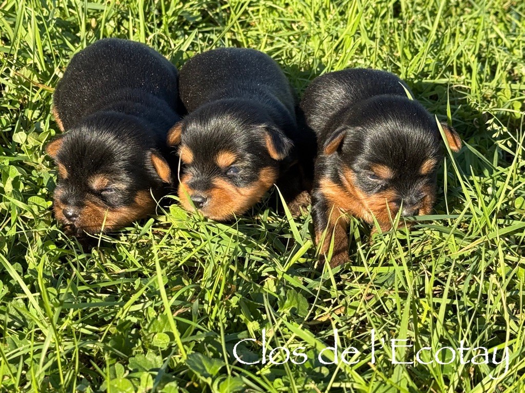 Du Clos De L'Ecotay - Chiot disponible  - Yorkshire Terrier