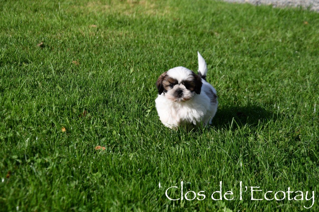 Du Clos De L'Ecotay - Chiot disponible  - Shih Tzu