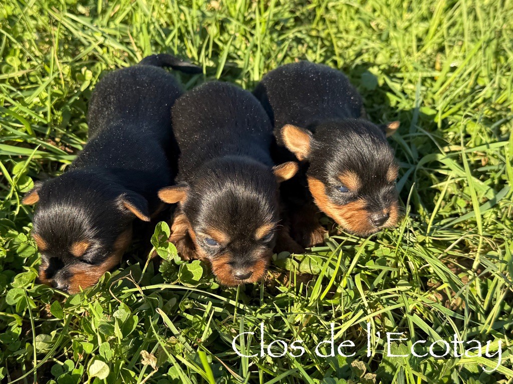 Du Clos De L'Ecotay - Chiot disponible  - Yorkshire Terrier