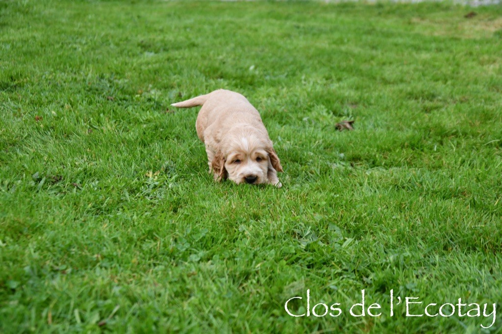 Du Clos De L'Ecotay - Chiot disponible  - Cocker Spaniel Anglais