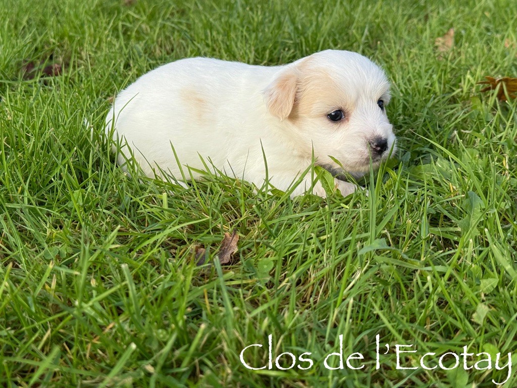 Du Clos De L'Ecotay - Chiot disponible  - Coton de Tulear