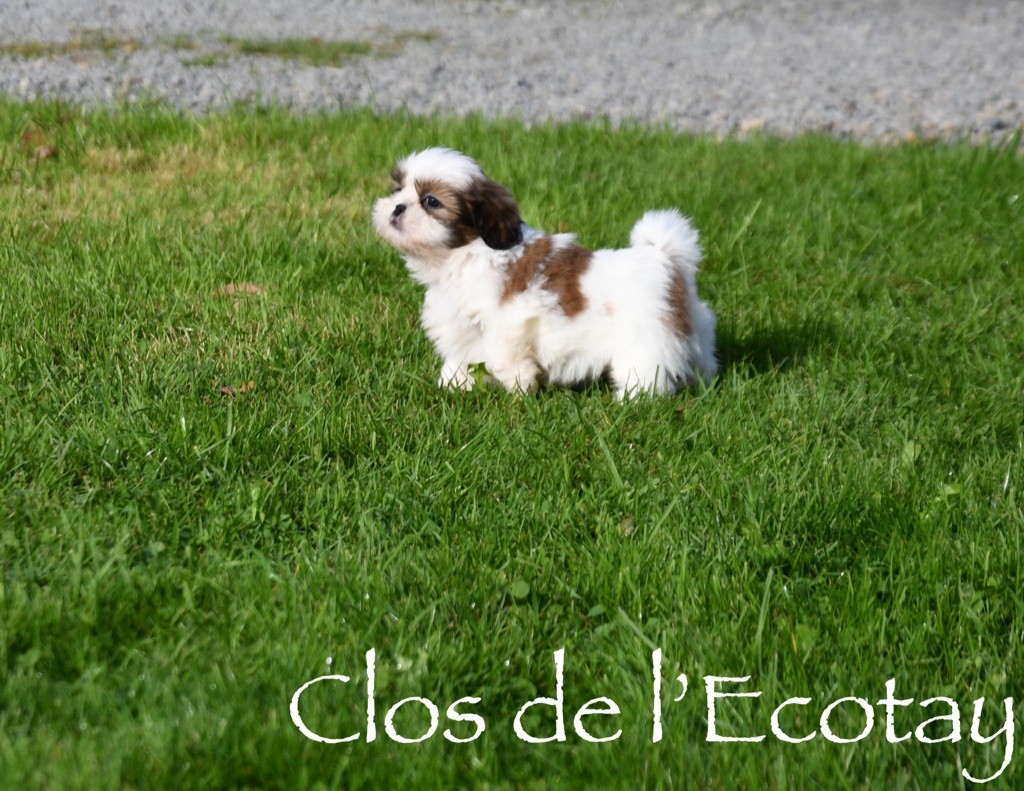 Du Clos De L'Ecotay - Chiot disponible  - Shih Tzu