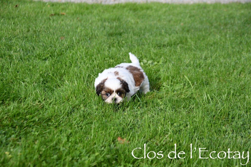 Du Clos De L'Ecotay - Chiot disponible  - Shih Tzu