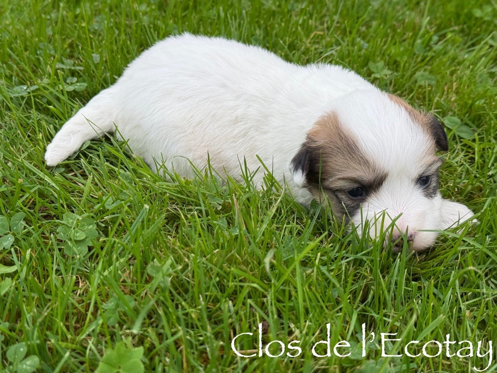 Du Clos De L'Ecotay - Chiot disponible  - Coton de Tulear