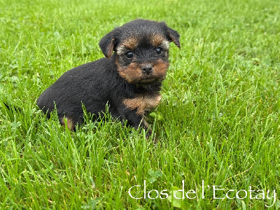 Du Clos De L'Ecotay - Yorkshire Terrier - Portée née le 09/10/2024