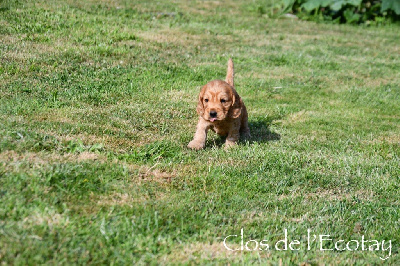 Du Clos De L'Ecotay - Cocker Spaniel Anglais - Portée née le 25/06/2024