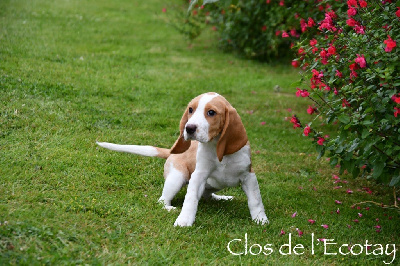 Du Clos De L'Ecotay - Beagle - Portée née le 29/03/2024