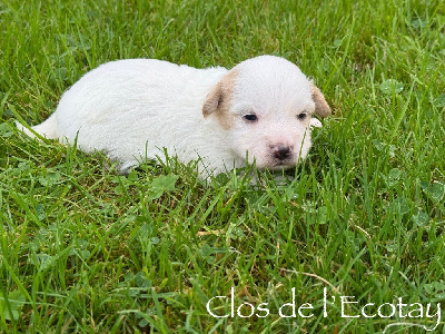 Du Clos De L'Ecotay - Coton de Tulear - Portée née le 30/10/2024