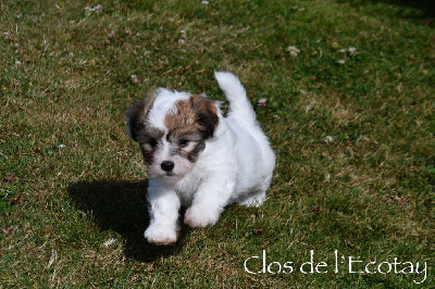 Du Clos De L'Ecotay - Coton de Tulear - Portée née le 07/06/2024