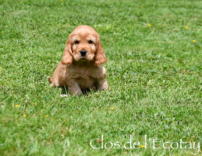 Du Clos De L'Ecotay - Cocker Spaniel Anglais - Portée née le 22/05/2024