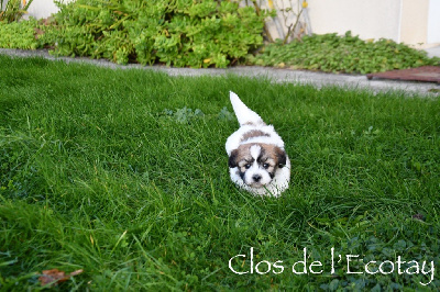 Du Clos De L'Ecotay - Coton de Tulear - Portée née le 30/10/2024