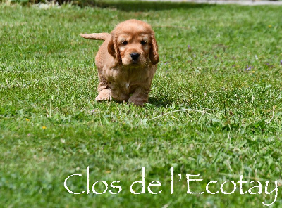 Du Clos De L'Ecotay - Cocker Spaniel Anglais - Portée née le 22/05/2024