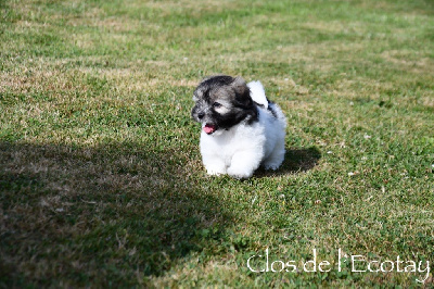 Du Clos De L'Ecotay - Coton de Tulear - Portée née le 12/06/2024