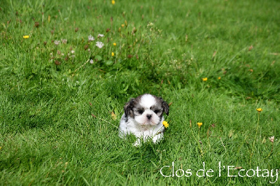 Du Clos De L'Ecotay - Shih Tzu - Portée née le 02/09/2024