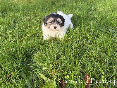 Du Clos De L'Ecotay - Coton de Tulear - Portée née le 22/11/2024