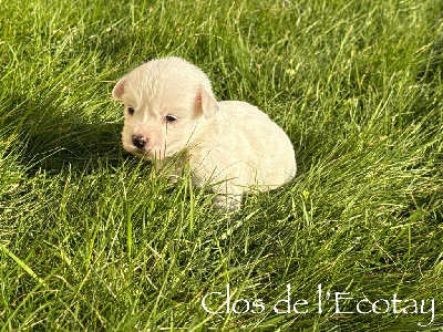 Du Clos De L'Ecotay - Coton de Tulear - Portée née le 26/12/2024