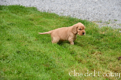 Du Clos De L'Ecotay - Cocker Spaniel Anglais - Portée née le 03/10/2024