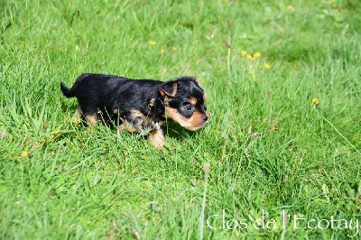 Du Clos De L'Ecotay - Yorkshire Terrier - Portée née le 12/09/2024