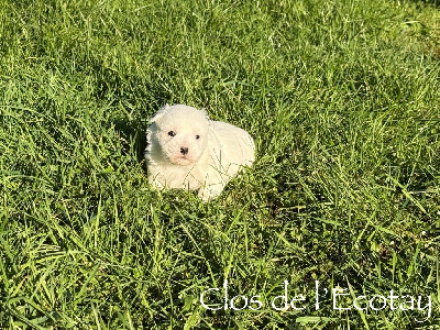 Du Clos De L'Ecotay - Coton de Tulear - Portée née le 20/12/2024