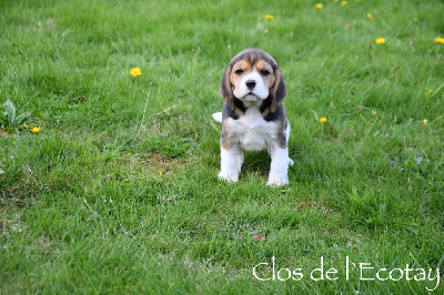 Du Clos De L'Ecotay - Beagle - Portée née le 28/08/2024