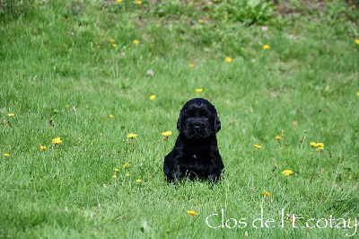 Du Clos De L'Ecotay - Cocker Spaniel Anglais - Portée née le 28/08/2024