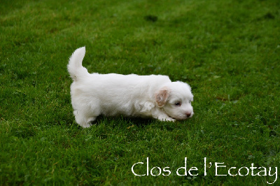 Du Clos De L'Ecotay - Coton de Tulear - Portée née le 09/10/2024