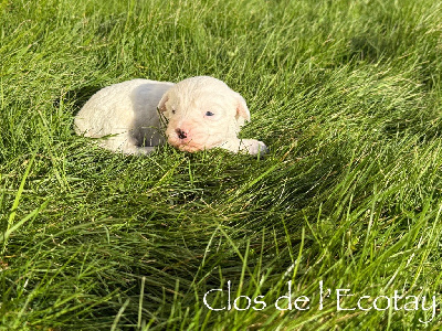 Du Clos De L'Ecotay - Coton de Tulear - Portée née le 25/12/2024