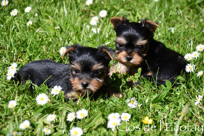 Du Clos De L'Ecotay - Yorkshire Terrier - Portée née le 01/05/2024