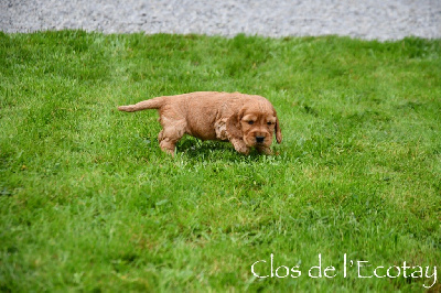 Du Clos De L'Ecotay - Cocker Spaniel Anglais - Portée née le 03/10/2024