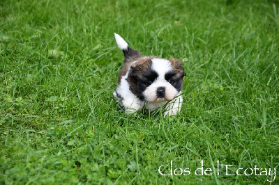 Du Clos De L'Ecotay - Shih Tzu - Portée née le 28/08/2024