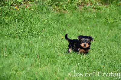 Du Clos De L'Ecotay - Yorkshire Terrier - Portée née le 02/09/2024