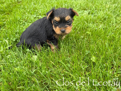 Du Clos De L'Ecotay - Yorkshire Terrier - Portée née le 09/10/2024