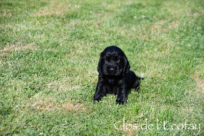 Du Clos De L'Ecotay - Cocker Spaniel Anglais - Portée née le 25/06/2024