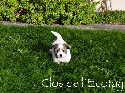 Du Clos De L'Ecotay - Coton de Tulear - Portée née le 25/10/2024