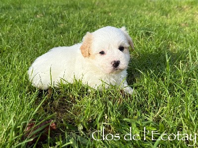 CHIOT 1