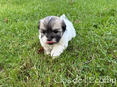 CHIPIE pour Séverine