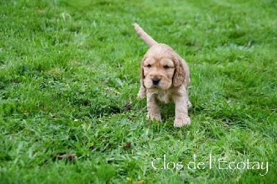 VIGGO pour Lalie